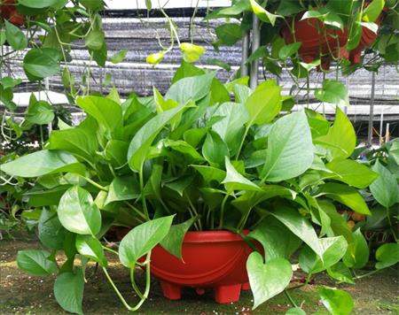 新裝修的辦公室怎么防甲醛？