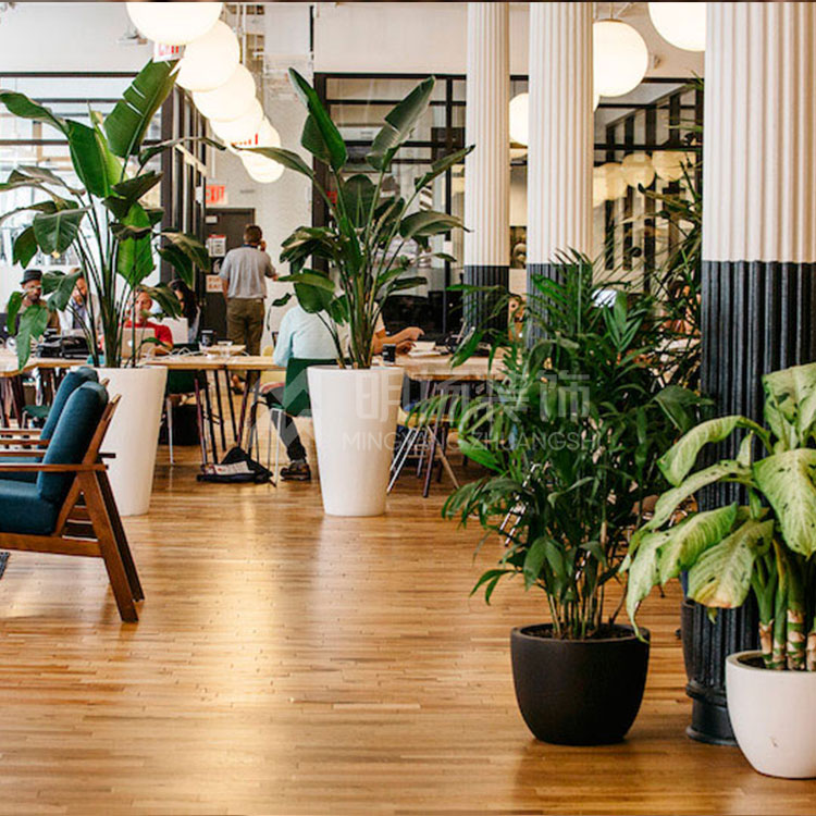 辦公室為什么會放綠植？綠植對辦公室的好處有哪些？